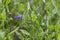 Blue flowers of wild cornflower. Centaurea depressa close-up among green grass