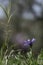 Blue flowers of wild cornflower. Centaurea depressa close-up among green grass