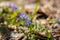 Blue flowers of wild forest plant alpine squill - Scilla bifolia