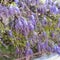 Blue flowers wisteria plant in garden in Mantua