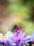 Blue fly on a New England Aster flower