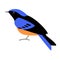 Blue flycatcher bird, vector illustratio, flat style, side