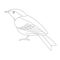 Blue flycatcher bird, vector illustratio, lining draw, side