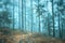 Blue foggy light in morning forest landscape