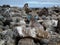 Blue footed Boobie