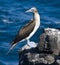 Blue Footed Boobie - Galapagos Islands