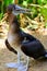 Blue footed boobie on the Isla de la Plata