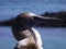 Blue footed boobie profile picture