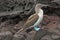 A Blue Footed Boobie on Volcanic Rock
