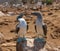 Blue-footed boobies