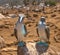 Blue-footed boobies