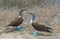 Blue Footed Boobies Couple, Galapagos, Ecuador