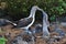 Blue-footed Boobies courtship display