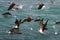 Blue footed boobies flying and fishing, Galapagos