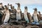 Blue-footed boobies keep watch in the Galapagos Islands