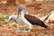 Blue-footed Boobies mating on North Seymour Island, Galapagos Na