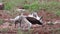 Blue-footed Boobies mating on North Seymour Island, Galapagos National Park, Ecuador