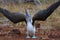 Blue Footed Booby