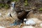 Blue footed booby with baby