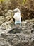 Blue-Footed Booby Bird, Galapagos