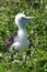 Blue-footed Booby Chick, Galapagos