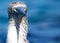 Blue Footed Booby Cross-eyed