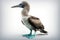 Blue-footed booby, distinctive bright blue feet