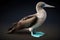 Blue-footed booby, distinctive bright blue feet