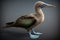 Blue-footed booby, distinctive bright blue feet