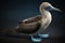 Blue-footed booby, distinctive bright blue feet