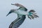 Blue-footed booby in flight, Galapagos islands