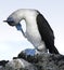 Blue Footed Booby, Galapagos Ecuador