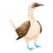 Blue footed booby icon, cartoon style