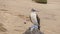 Blue-footed Booby - Iconic famous galapagos wildlife