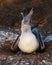 Blue-footed Booby incubating its single egg - Galapagos