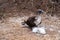 Blue-footed Booby with its chick in the nest. Baby Blue-footed Booby, Isla de la Plata Plata Island, Ecuador
