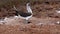 Blue footed booby male stands and stretches