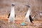 Blue footed booby mating dance