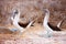 Blue footed booby mating dance