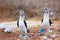 Blue footed booby mating dance