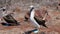 Blue footed booby mating dance