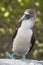 Blue Footed Booby Mating, Galapagos, Ecuador