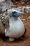 Blue footed booby nesting in the Galapagos Islands