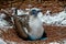 Blue footed booby nesting in the Galapagos Islands