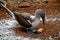 Blue footed booby nesting in the Galapagos Islands