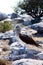 Blue-Footed Booby Poses