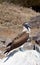 Blue-Footed Booby Poses on a Rock