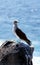 Blue-Footed Booby Poses by the Sea