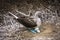Blue-footed Booby protecting eggs in nest