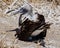 Blue footed booby sits on eggs